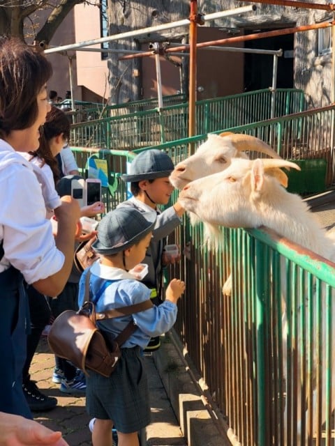 「メェ…としこせんせい、ちょーだい、ちょーだい」